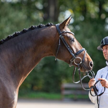 8 - Kap Verde Hengst v. Helium - Ivernel (B *2021, 170cm) B.: Jill Mieleszko-Vekens Im Klee 1 33106 Paderborn