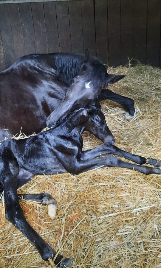 488633475_1254308119625947_606913248206956797_n